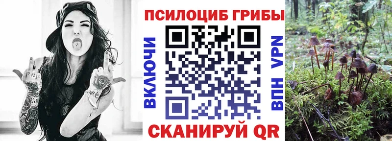 купить  цена  Суровикино  Псилоцибиновые грибы Psilocybine cubensis 